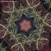 25th Feb 2014 - Witchy Weeds