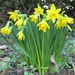 Forlorn daffodils...... by anne2013