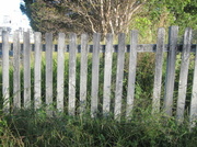 25th Feb 2014 - Old Country Fence. 1