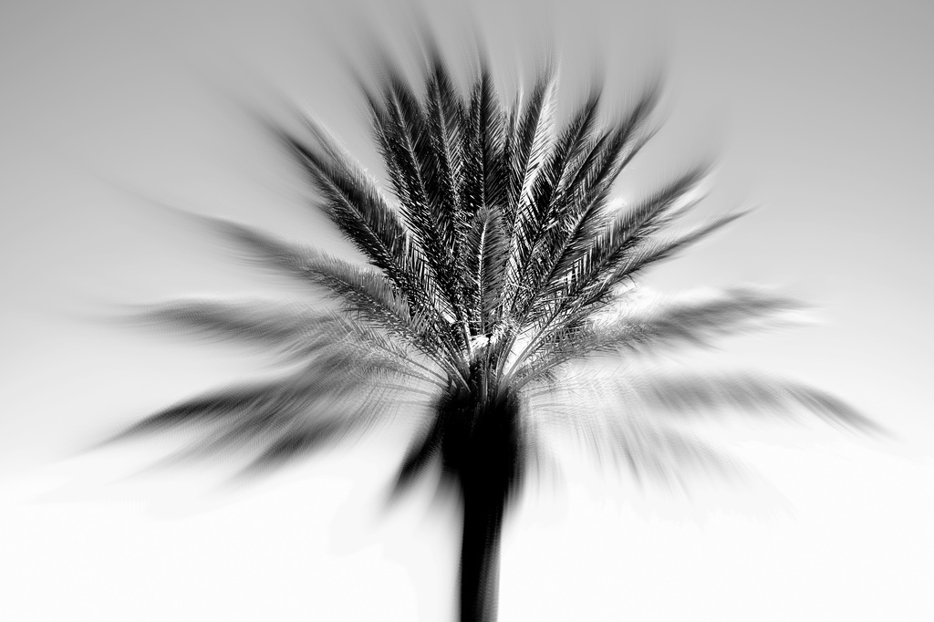 The Palm by joemuli
