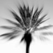 The Palm by joemuli