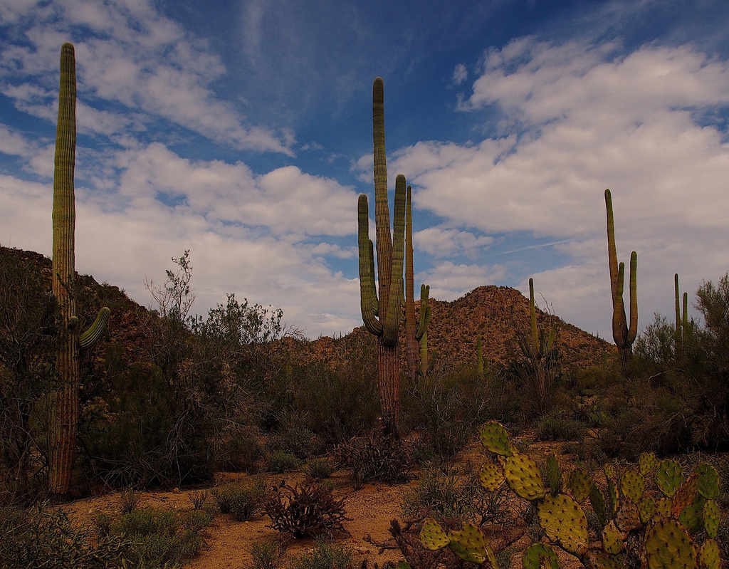 Saguaro National Park by redy4et