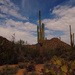 Saguaro National Park by redy4et
