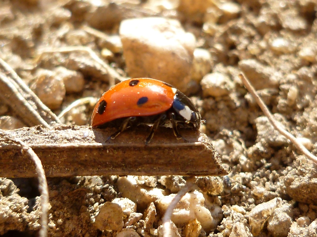 Ladybug by gabis