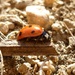Ladybug by gabis