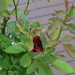 Hiding Rose by gigiflower