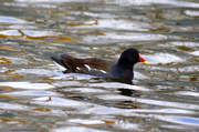 25th Feb 2014 - MOORHEN WITH RIPPLES