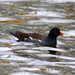 MOORHEN WITH RIPPLES by markp