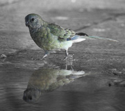 26th Feb 2014 - Parrot reflection