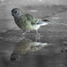 Parrot reflection by flyrobin