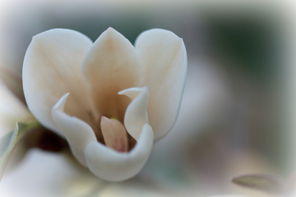 White Magnolia by jamibann