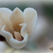 White Magnolia by jamibann