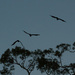 Parrots at the dusk by gosia