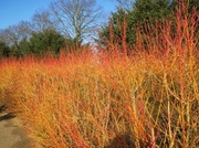 26th Feb 2014 - Cornus Saguinea