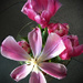 Pink Tulips 3 by yogiw