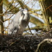 Nesting Heron, St Albans by padlock