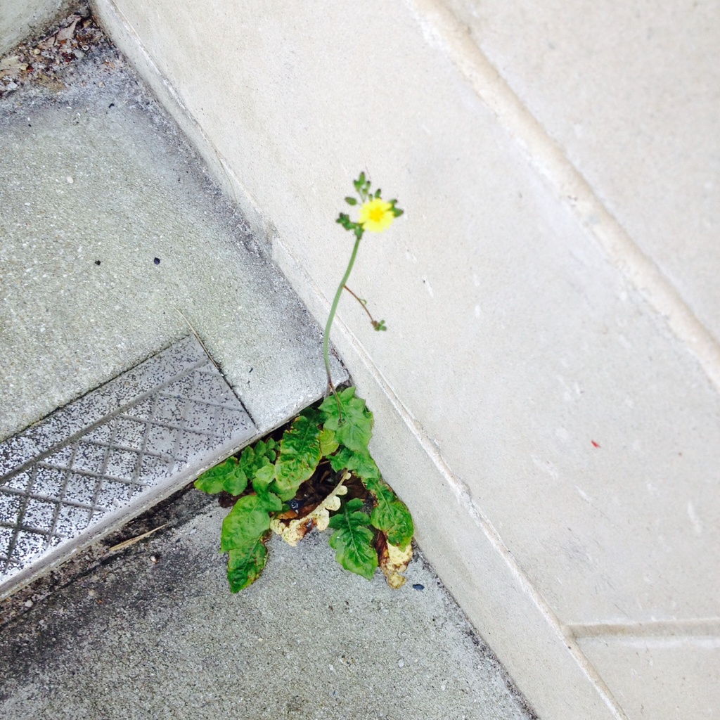 "Flower in a crannied wall..." by congaree