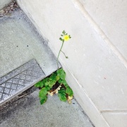 26th Feb 2014 - "Flower in a crannied wall..."