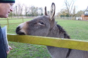 26th Feb 2014 - Hello Donkey