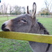 Hello Donkey by lellie