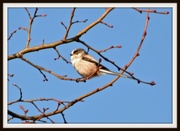 26th Feb 2014 - Long tailed tit