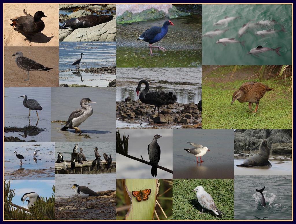 NZ birds and other wildlife by busylady