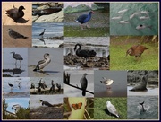25th Feb 2014 - NZ birds and other wildlife