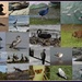 NZ birds and other wildlife by busylady