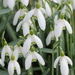 Fair Maids of February by daffodill