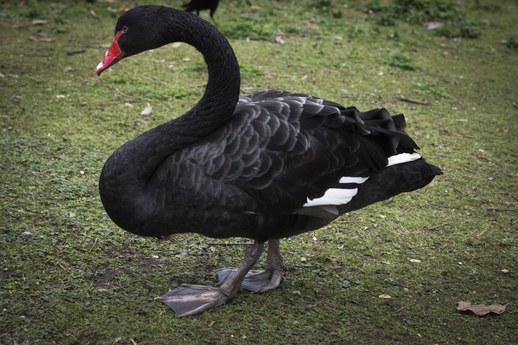 Black Swan by bizziebeeme