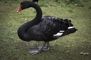 25th Feb 2009 - Black Swan