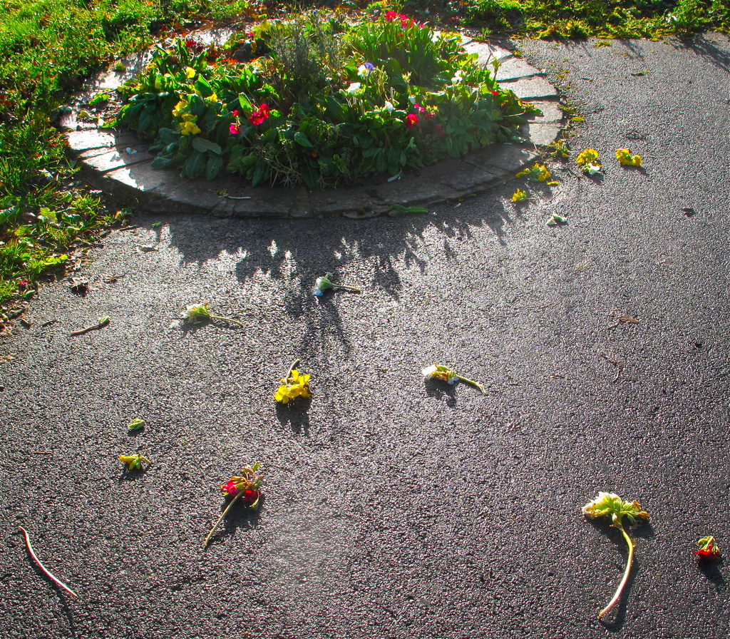 Casualties of War by daffodill
