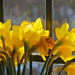 Daffs by daffodill