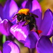 BEE EARLY  by markp