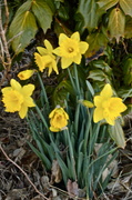 26th Feb 2014 - Spring is springing