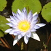 Water lily by leestevo