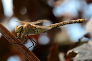 1st Mar 2014 - Dragonfly