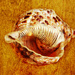 Shell by helenw2