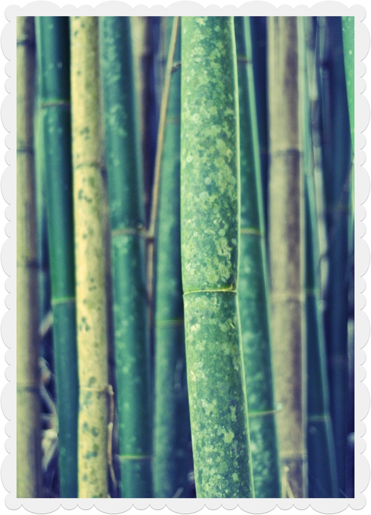 Bamboo by brigette