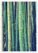 27th Feb 2014 - Bamboo