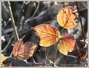 27th Feb 2014 - Sunlit Leaves