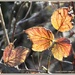 Sunlit Leaves by carolmw