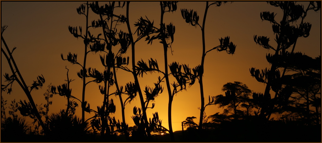 Sunset over the flax by dide