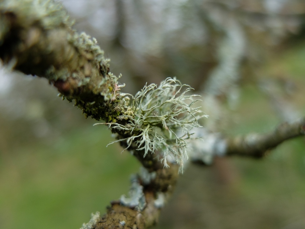 a little lichen by quietpurplehaze