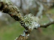 27th Feb 2014 - a little lichen