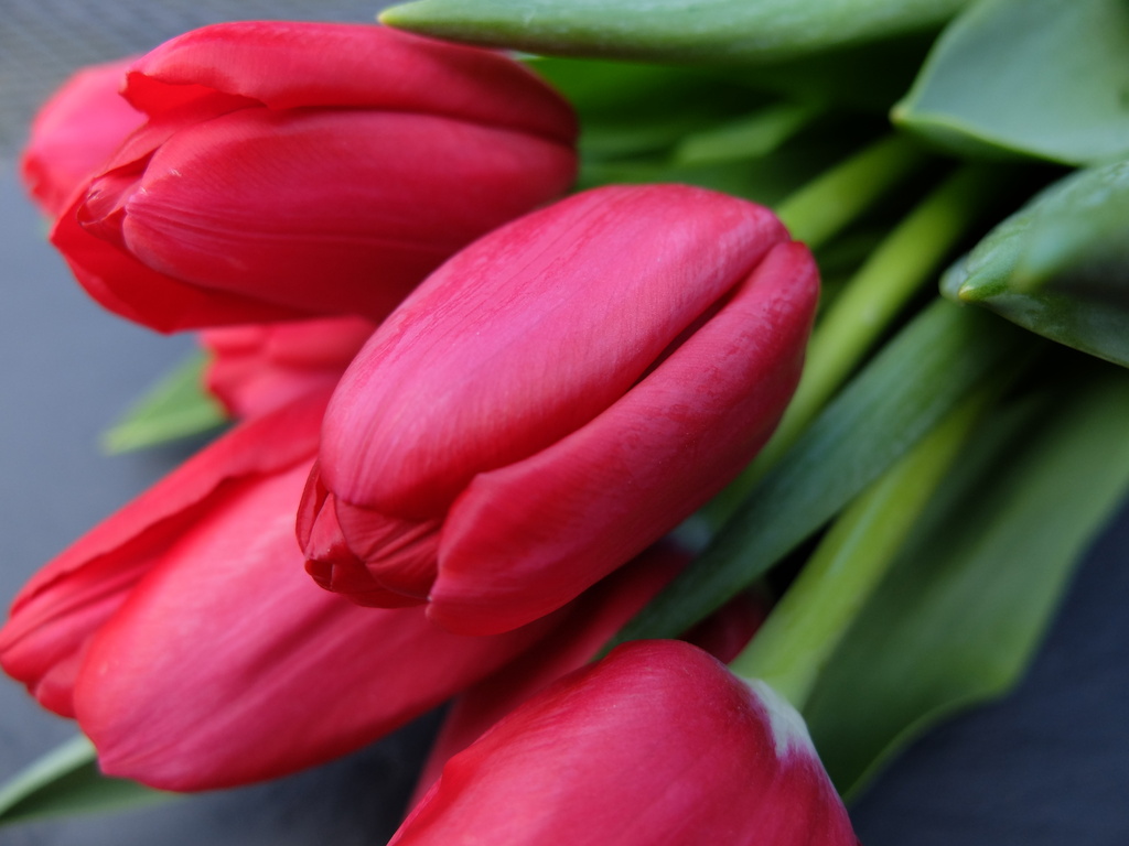 red tulips by quietpurplehaze