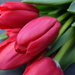 red tulips by quietpurplehaze