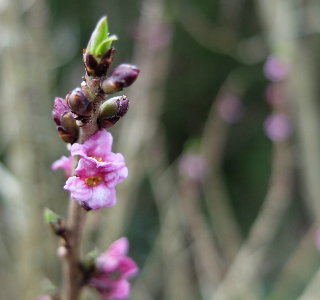 pink blossom and a green leaf bud by quietpurplehaze