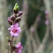 pink blossom and a green leaf bud by quietpurplehaze