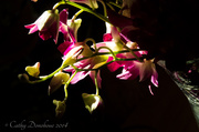 27th Feb 2014 - Orchids